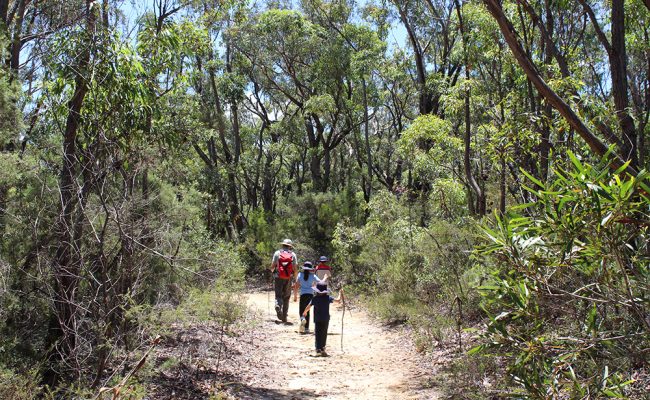 研究人员和孩子们在澳大利亚的森林里散步