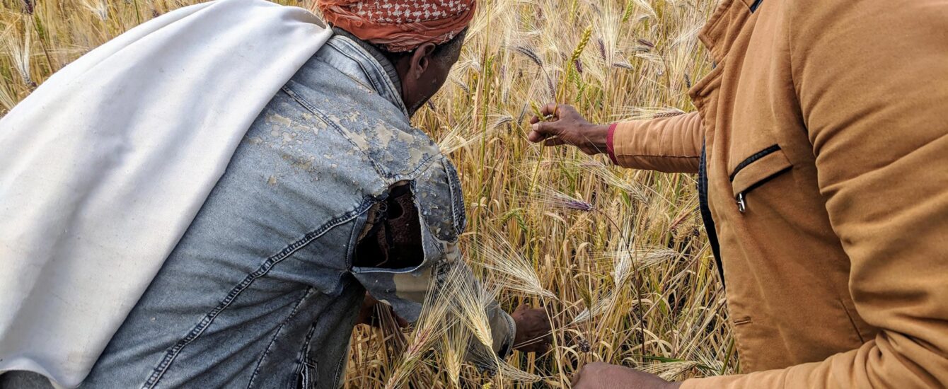 埃塞俄比亚一名研究人员和农民共同致力于可持续农业生产