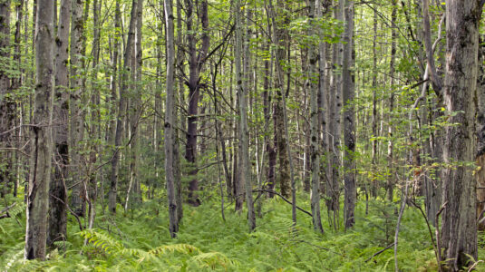 蕨类植物的森林景象