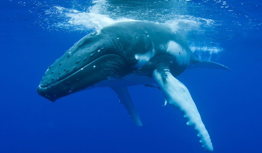 鲸鱼在海洋中游泳