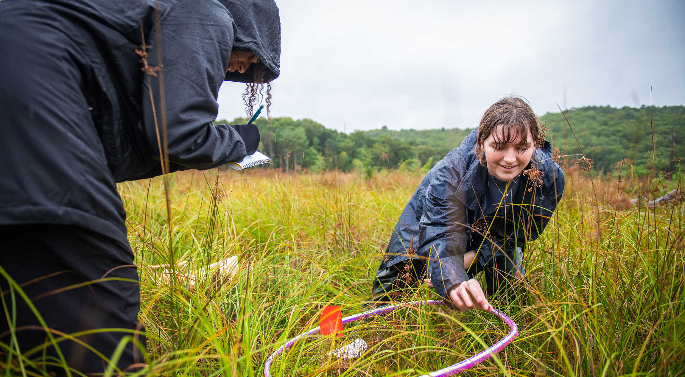 生态修复学生做实地考察, 测量了普利茅斯镇湿地生态系统中植物和昆虫的多样性，这些生态系统以前是蔓越莓沼泽.