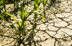 干旱和气候变化对玉米田的影响