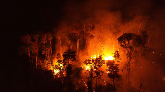 热带雨林的大火