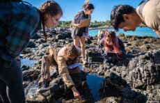 学生们在海边的岩石上观看海洋生物