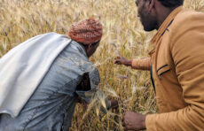 农民Hasan Abagaz和研究员Seid Hassen在Kutabir地区检查小麦和大麦的传统混合物, South Wollo, Ethiopia