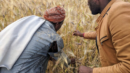 农民Hasan Abagaz和研究员Seid Hassen在Kutabir地区检查小麦和大麦的传统混合物, 南罗, 埃塞俄比亚