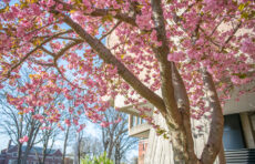 Flowering tree in front of Goddard 图书馆 at 博彩平台推荐