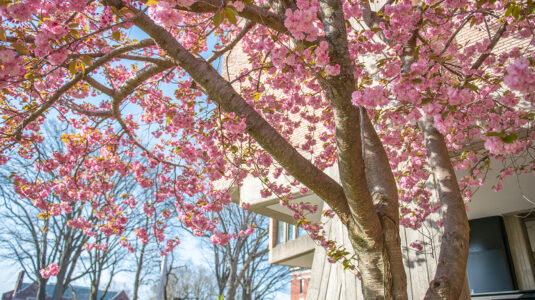 Flowering tree in front of Goddard 图书馆 at 博彩平台推荐