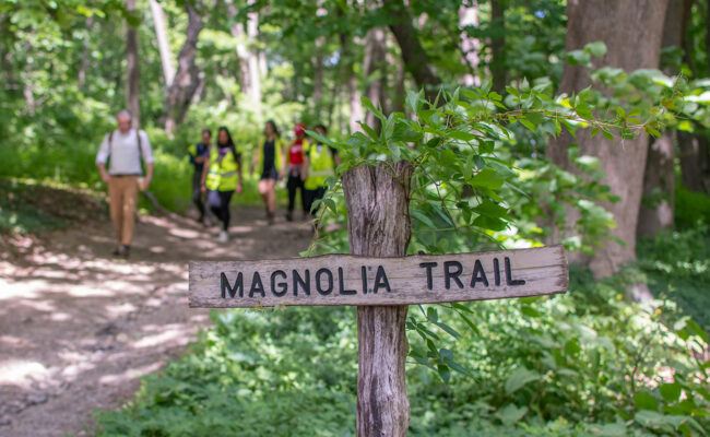 Magnolia Trail at the Hadwen Arboretum