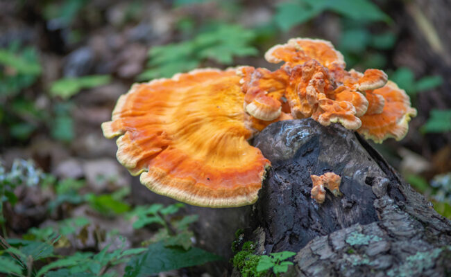 Closeup photo of a mushroom on a log