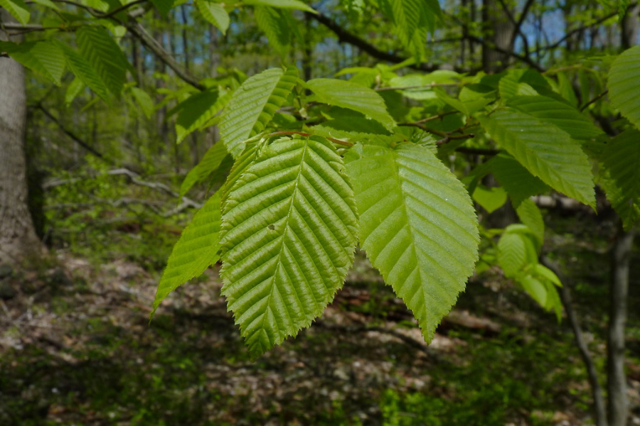 American hornbeam leaf