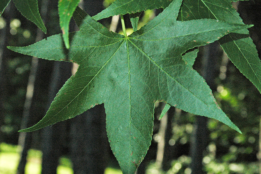 American sweetgum leaf