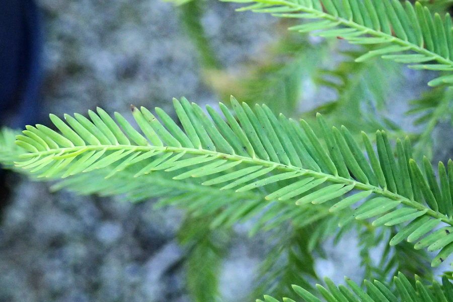 Bald cypress leaf