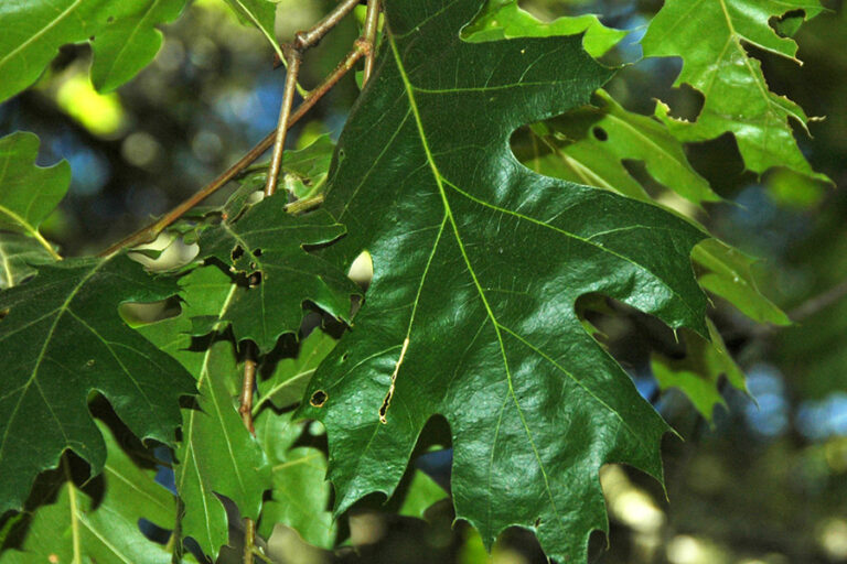 Black Oak | Hadwen Arboretum