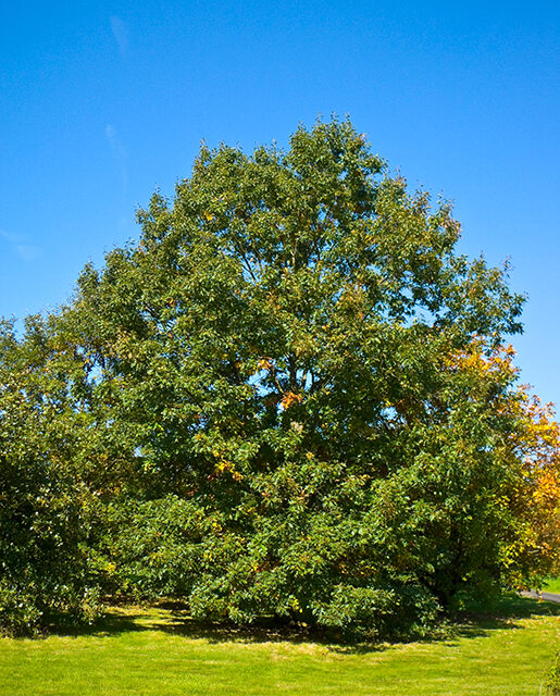 Black oak tree