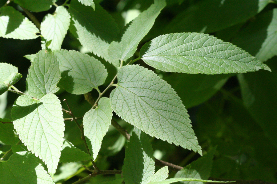 Common hackberry leaf