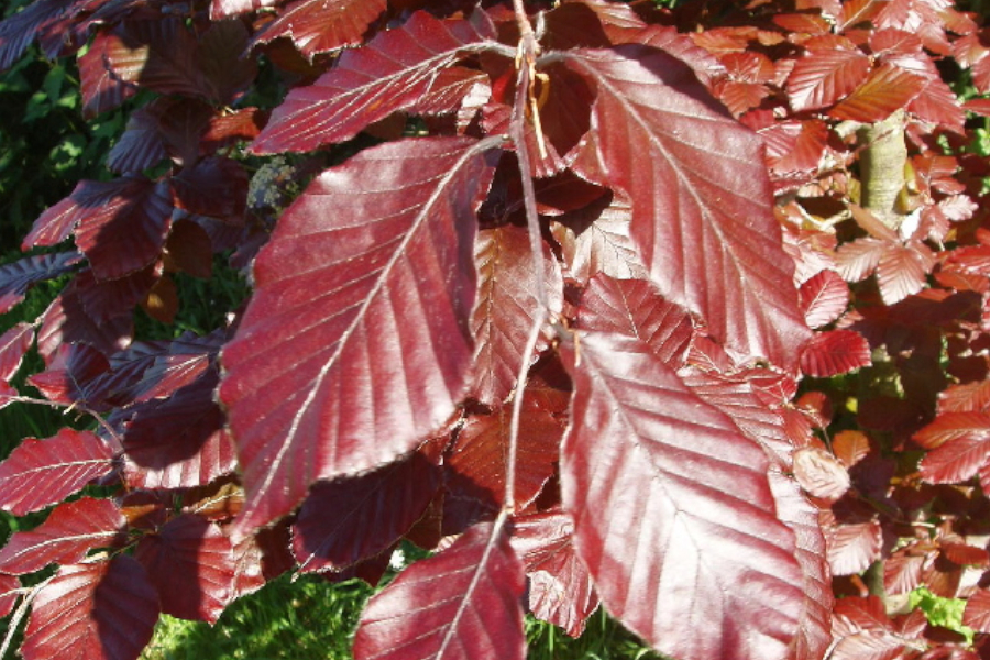 Copper beech leaf