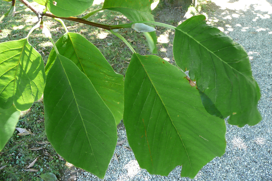 Cucumber magnolia leaf