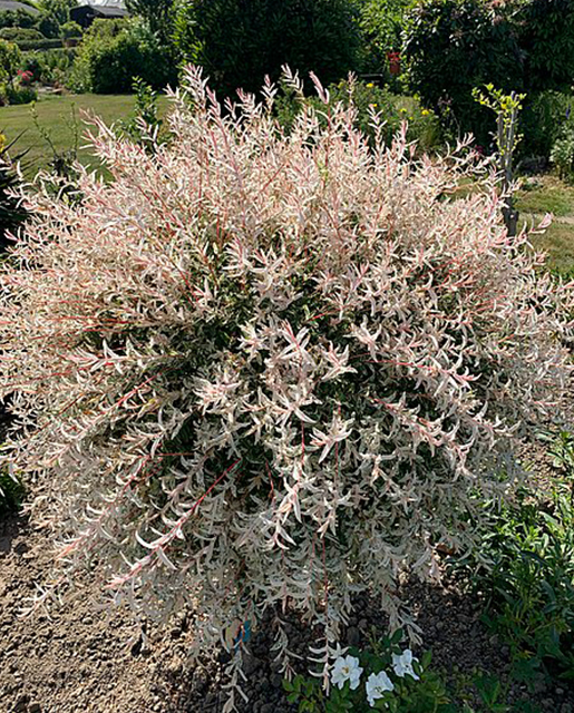 Dappled Willow | Hadwen Arboretum