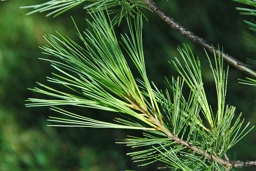 Eastern white pine leaf