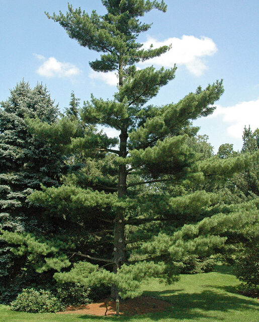 Eastern white pine tree