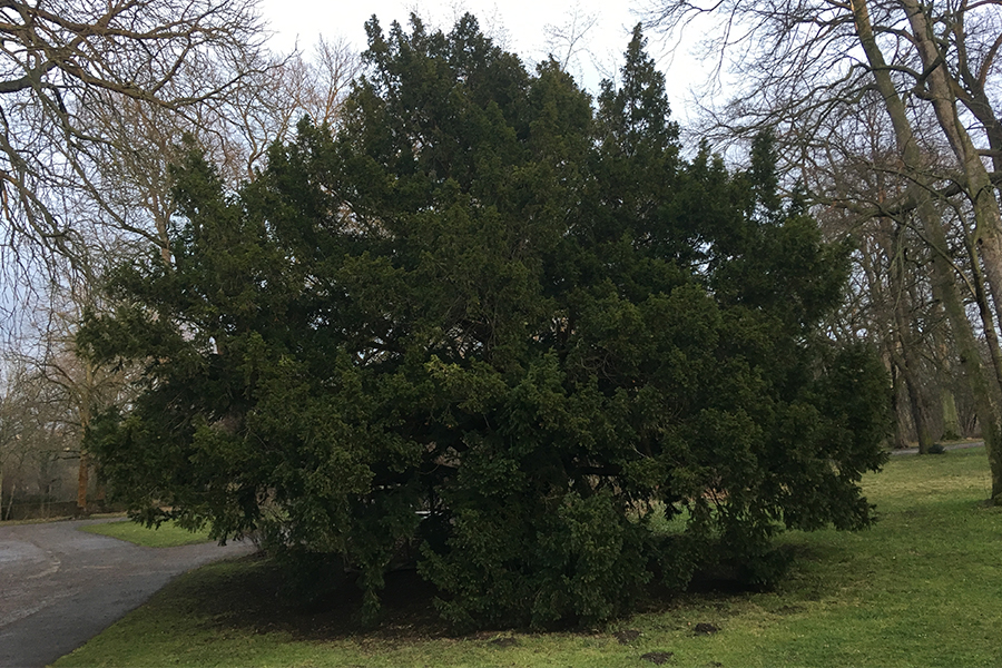 European yew tree