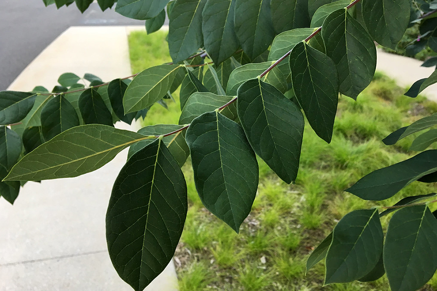 Kentucky coffeetree leaf