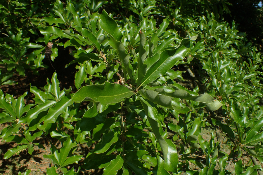 Shingle oak leaf