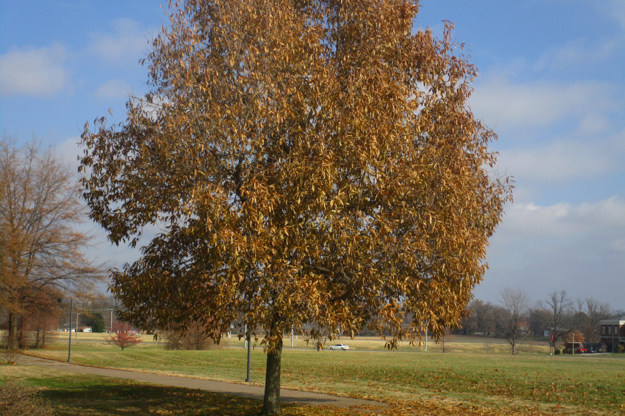 Shingle oak tree