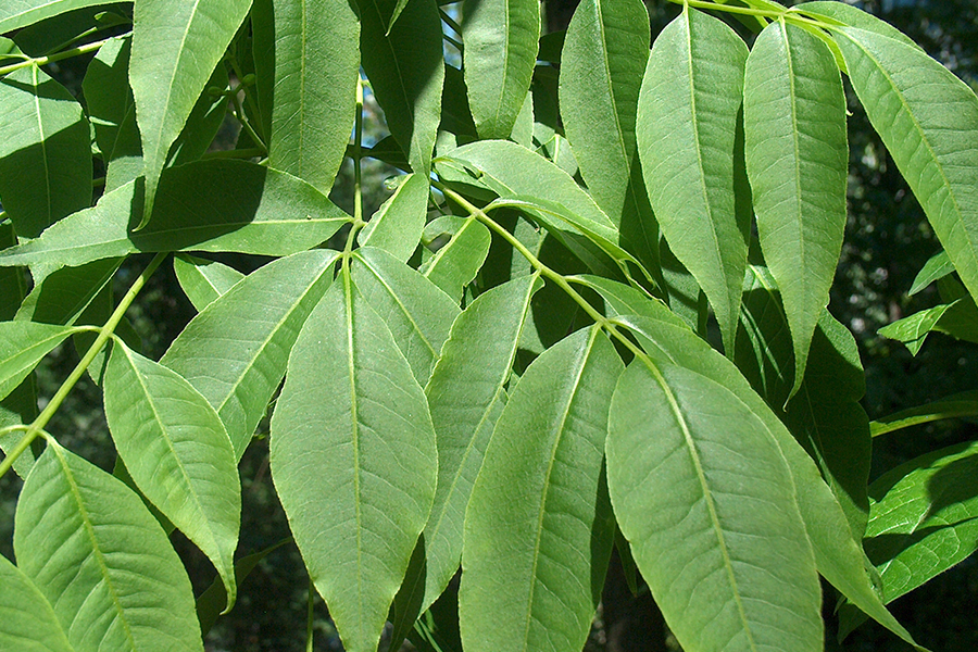 Amur cork leaf
