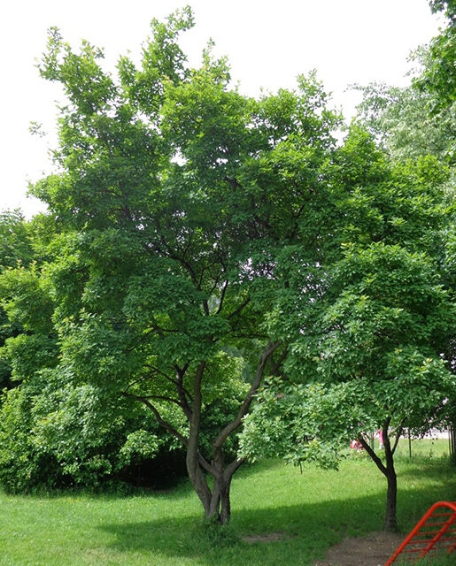 Amur maple tree
