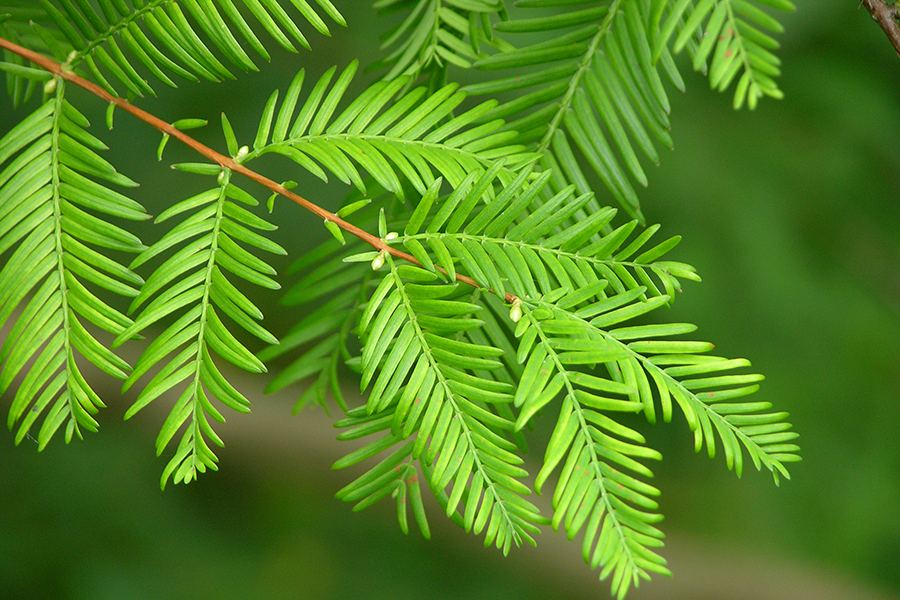 Dawn redwood leaf