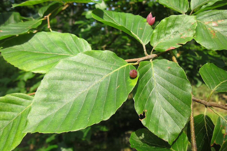 European beech leaf