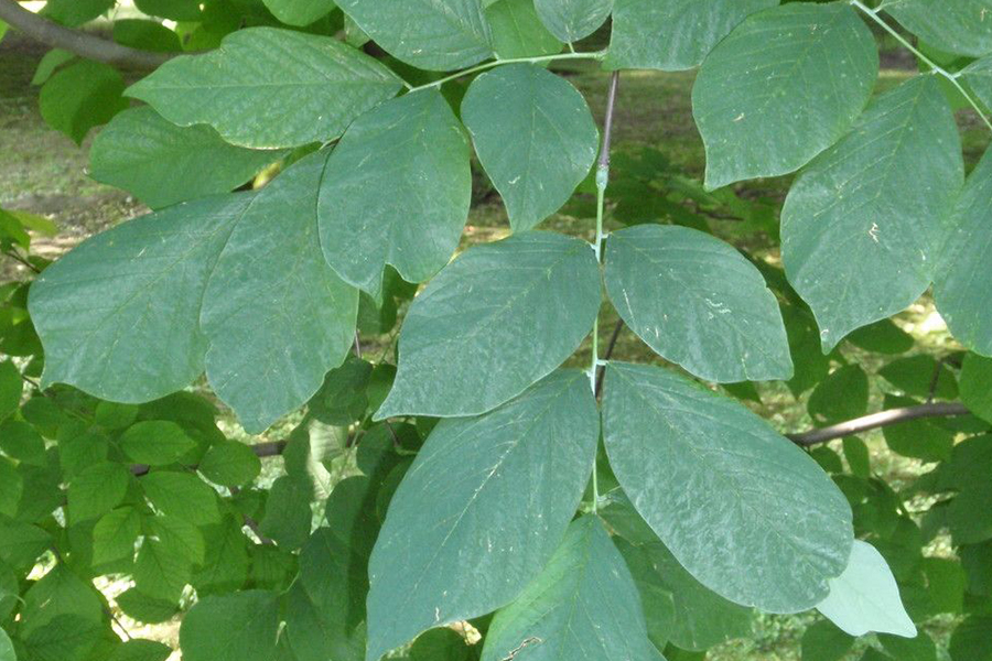 Kentucky yellowwood leaf