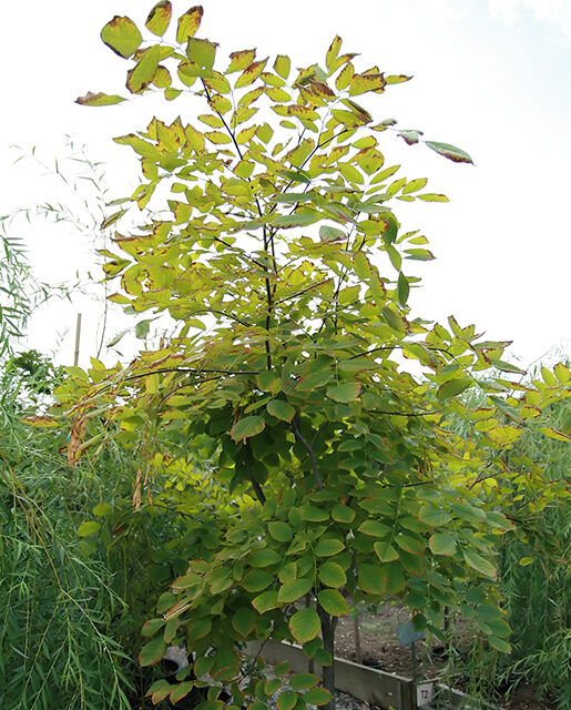 Kentucky yellowwood tree