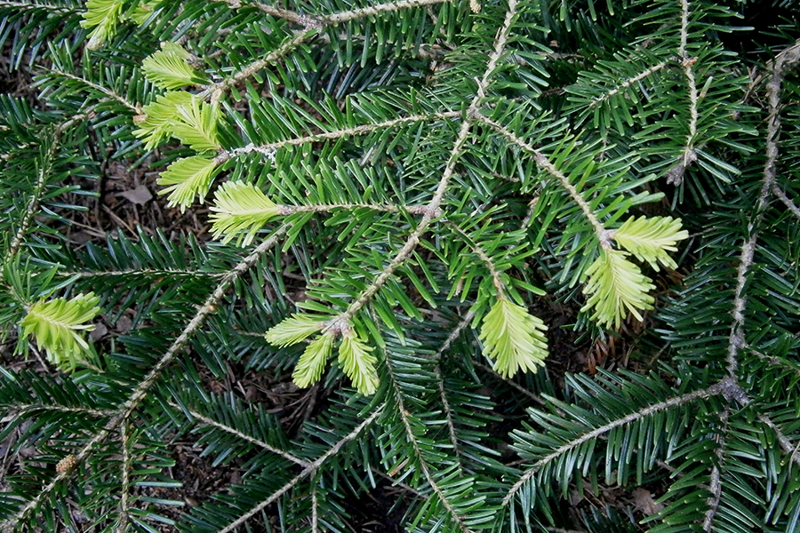 Norway spruce leaf