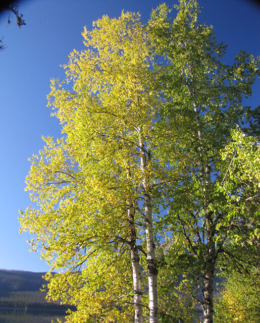 Paper birch tree