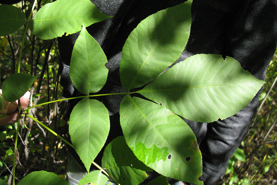 Pignut hickory leaf