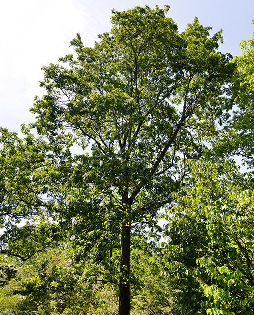 Pignut hickory tree