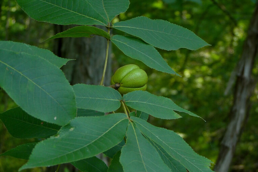 Shagbark hickory leaf