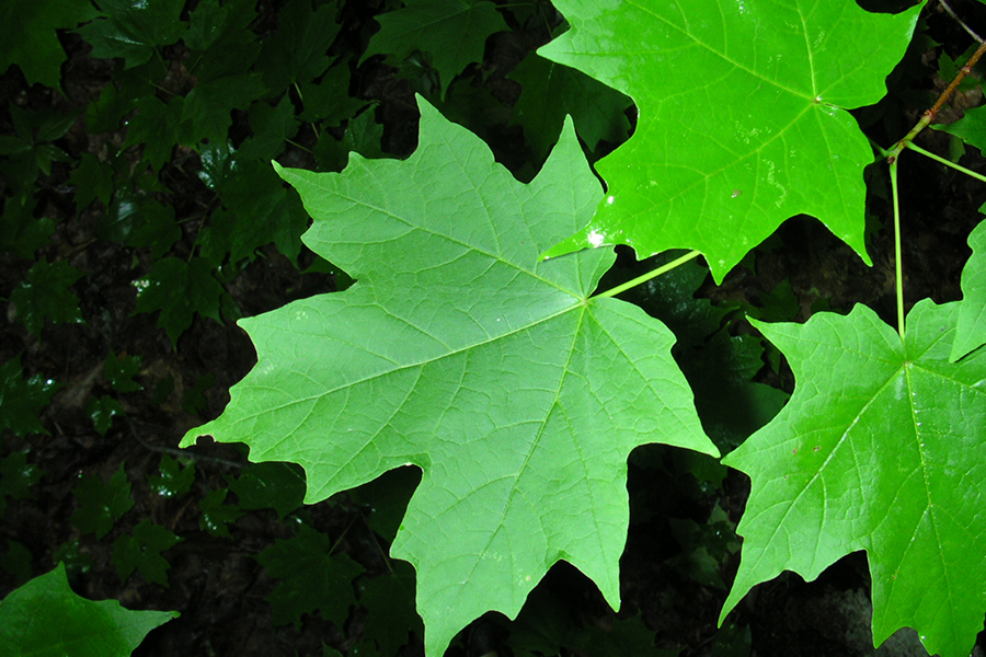 Sugar maple leaf