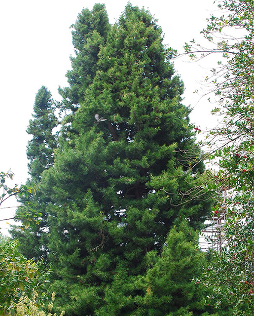 Japanese umbrella pine tree