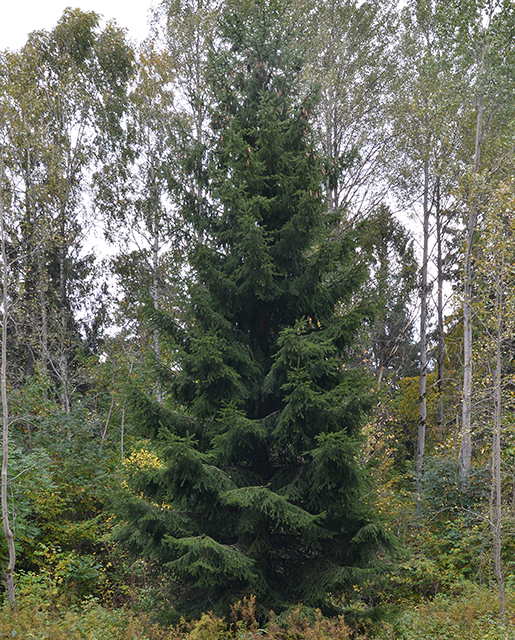 Norway spruce tree
