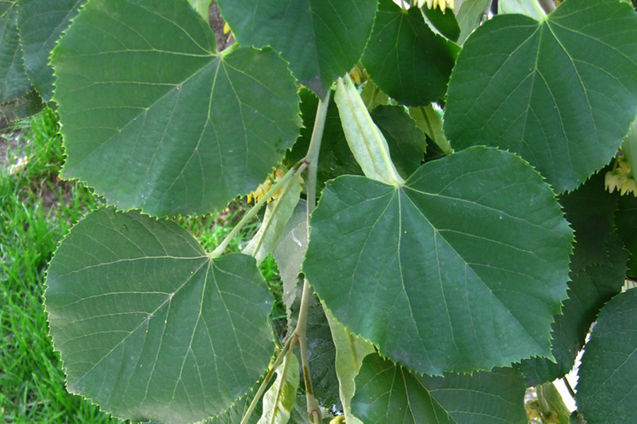 American basswood leaf