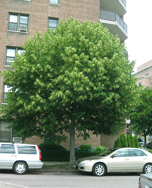 American basswood tree
