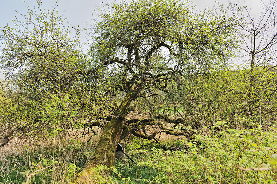 Buckthorn tree