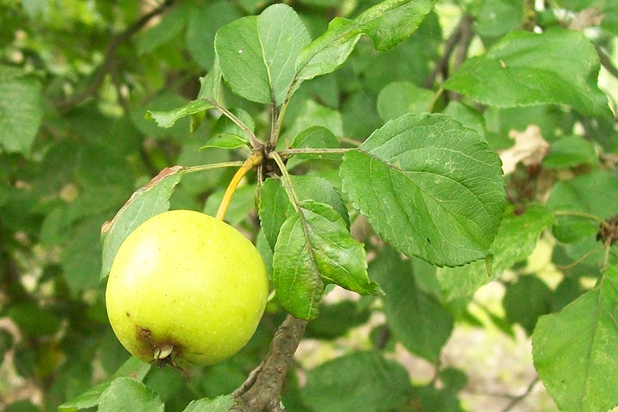 Crab apple leaf