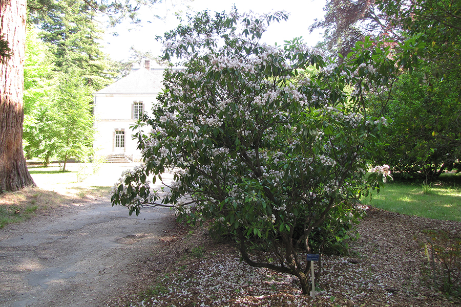 Mountain laurel tree