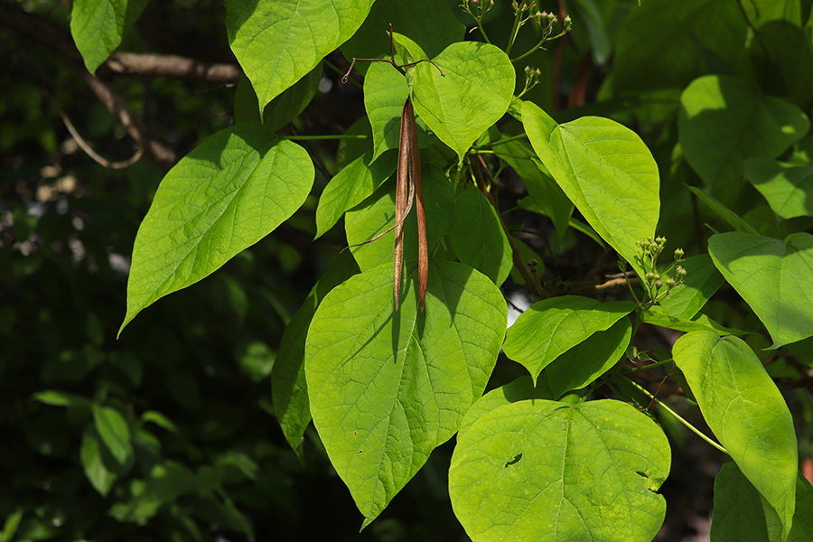 Northern catalpa leaf