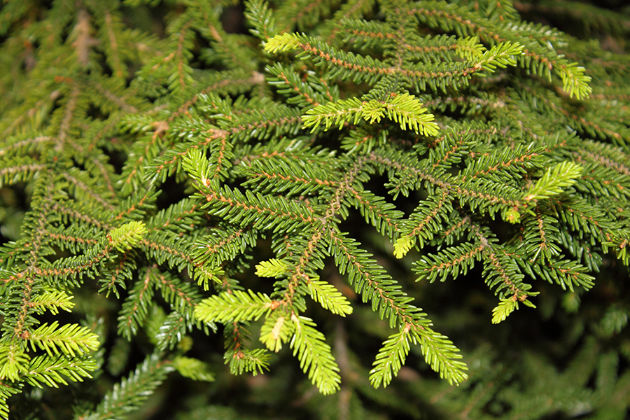 Oriental spruce leaf